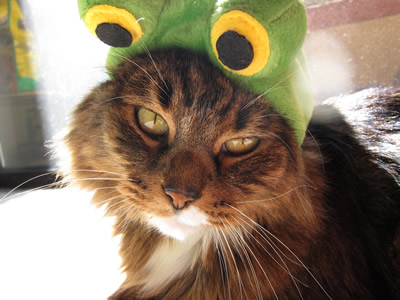 Emeril in his frog costume