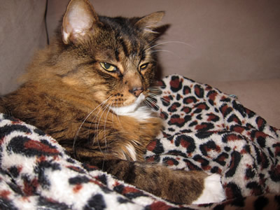 Post image for I’m a naughty kitty