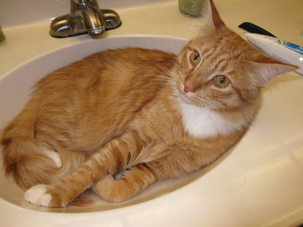 Max in the sink