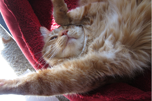 Max stretched out in his bed