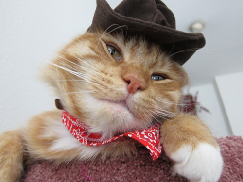 Max in a his cowboy hat and scarf #cats #catswearingclothes