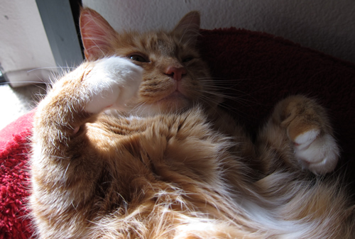 Max