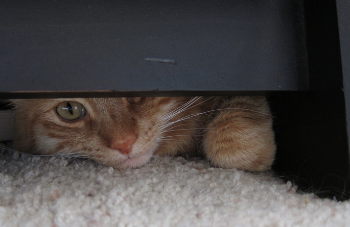 Max Mondays: Kitty Cat Extraordinaire