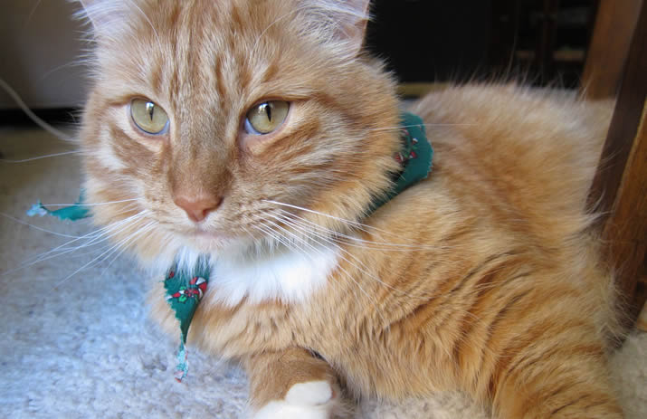 A MaxE Tall Tale: A Christmas Myster