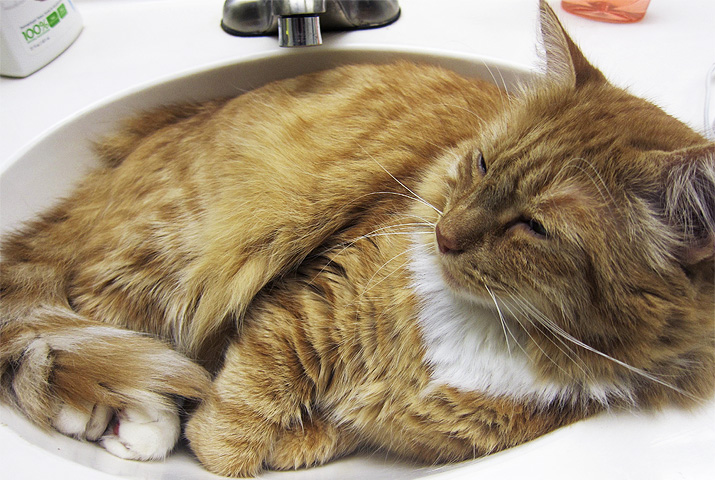 Max napping in the sink