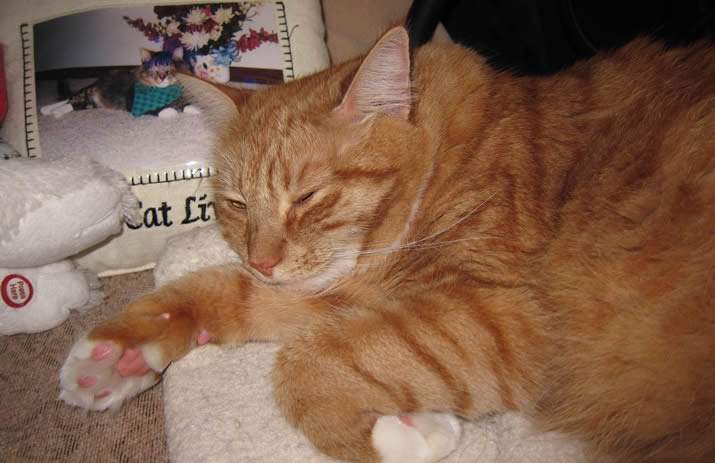 Max Mondays: Things That Make Me Meow