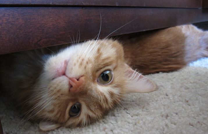 Max under the dresser