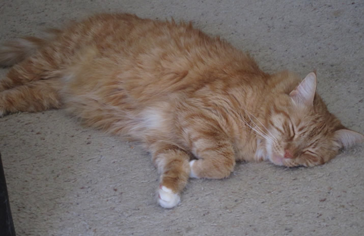 Max napping