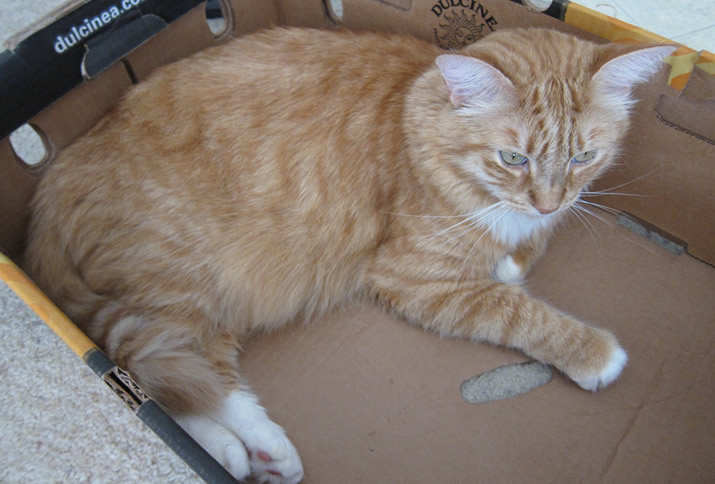 Max hanging out in a box