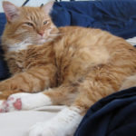 Max chilling on the bed