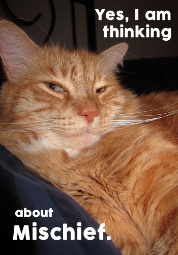 Yes, I am thinking about mischief.